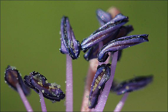 pakost lúčny Geranium pratense L.