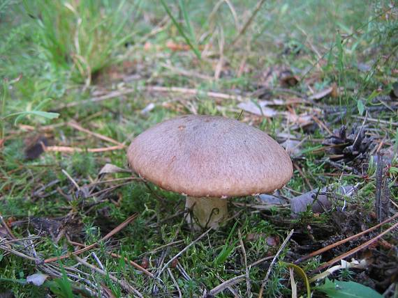 masliak obyčajný Suillus luteus (L.) Roussel