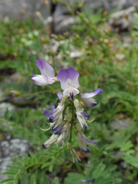 kozinec alpínsky Astragalus alpinus L.