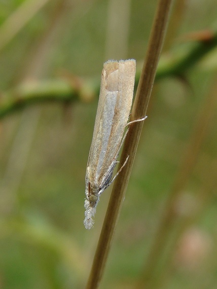 trávovec rúbaniskový Catoptria margaritella