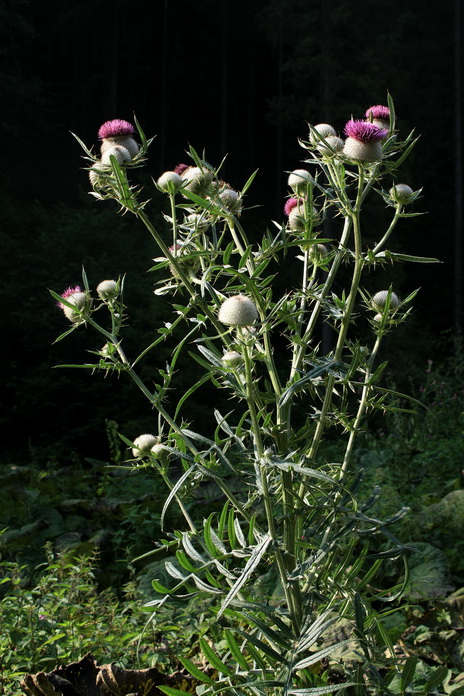 pichliač bielohlavý Cirsium eriophorum (L.) Scop.