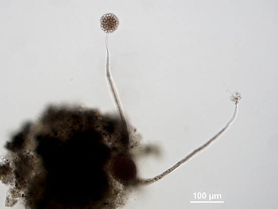 slizovka - Chloupkovec drobný Echinostelium minutum de Bary