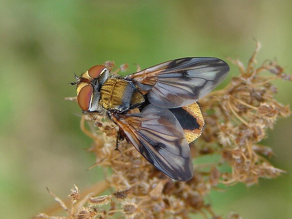 kuklica plochá Ectophasia crassipennis