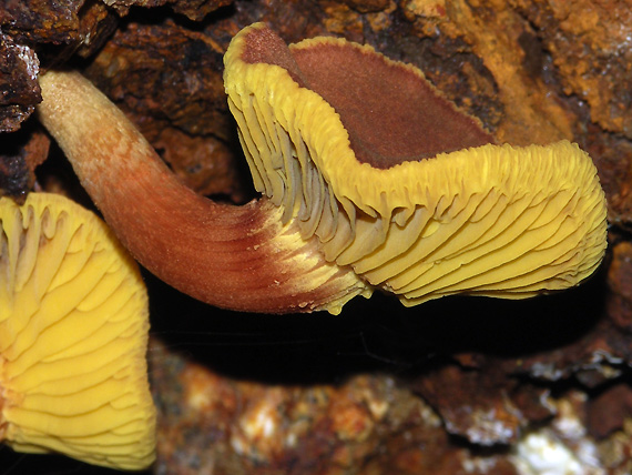 lupeňopórovec hnedožltý Phylloporus pelletieri (Lév.) Quél.