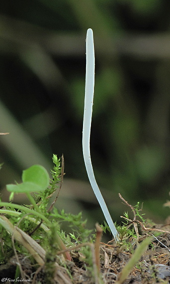 kyjačik kosáčikovitý Clavaria acuta Sowerby