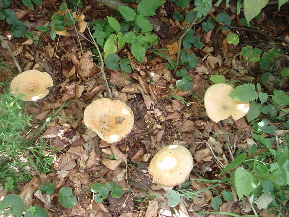 rýdzik pravý Lactarius deliciosus (L.) Gray