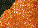 mäsovica oranžová