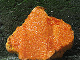 mäsovica oranžová