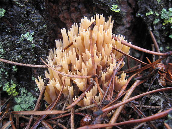 korunkovec svietnikovity ? Artomyces pyxidatus  (Pers.) Jülich