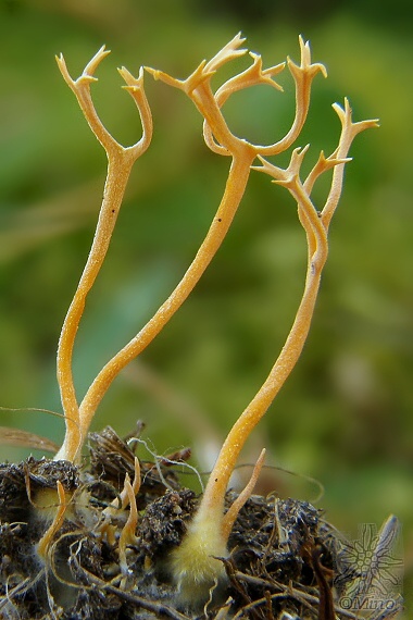 pakonárovka parôžkovitá Clavulinopsis corniculata (Schaeff.) Corner