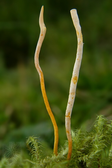 pakonárovka  Clavulinopsis sp.