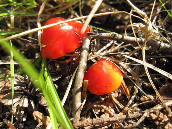 lucnica ? Hygrocybe sp.