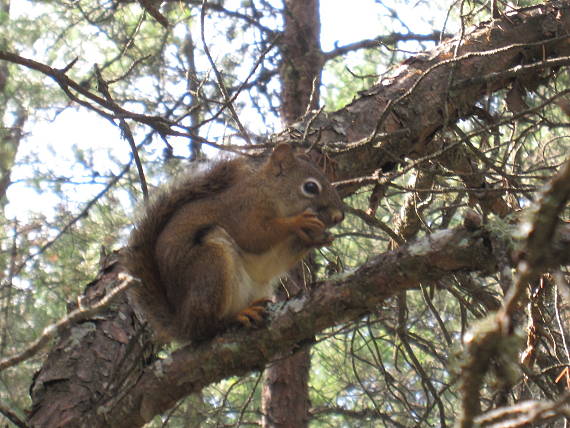 veverica cervena Red Squirrel    Tamiasciurus hudsonicus