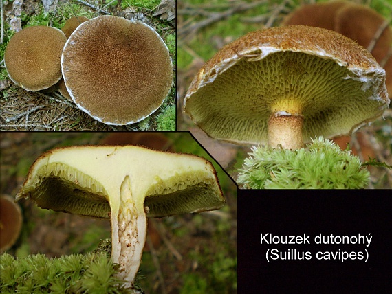 hríbovec dutohlúbikový Suillus cavipes (Opat.) A.H. Sm. & Thiers