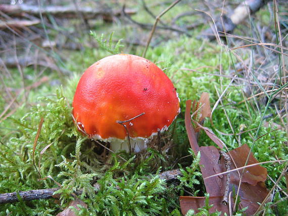 muchotrávka červená holá Amanita muscaria var. aureola (Kalchbr.) Quél.