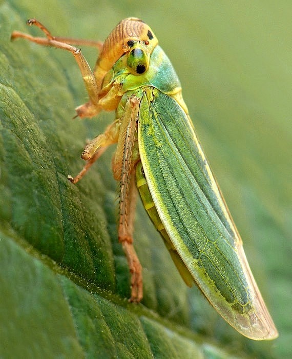 cikádka zelená Cicadella viridis Linnaeus, 1758