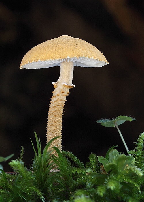 zrnivka okrová Cystoderma amianthinum (Scop.) Fayod