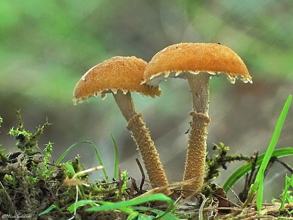 zrnivka okrová Cystoderma amianthinum (Scop.) Fayod