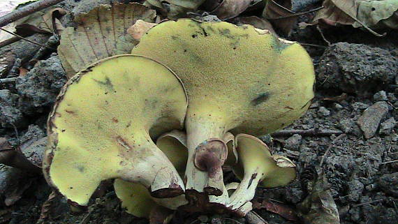 hríbovník jelšový Gyrodon lividus (Bull.) Fr.