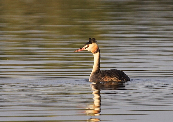 potápka chochlatá Podiceps cristatus