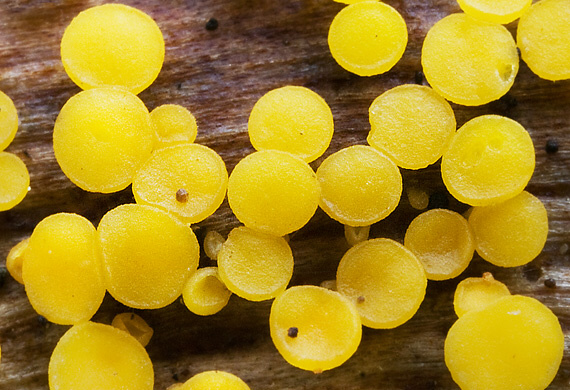 okrasník žltý Calycina citrina (Hedw.) Gray