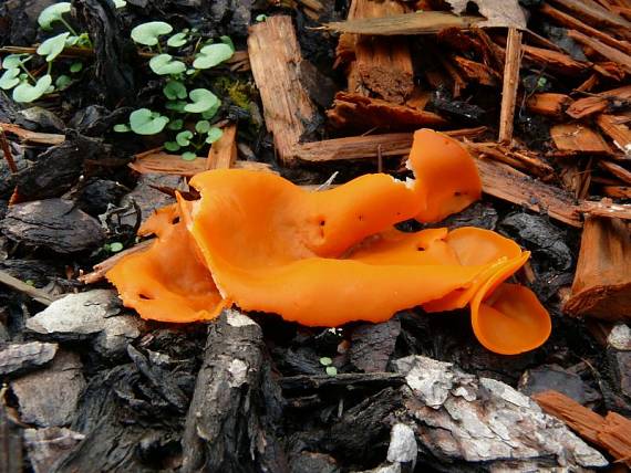 mísenka oranžová - Tanierovka oranžová Aleuria aurantia  (Pers.) Fuckel
