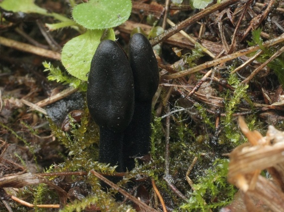 pajazýček chlpatý Trichoglossum hirsutum (Pers.) Boud.
