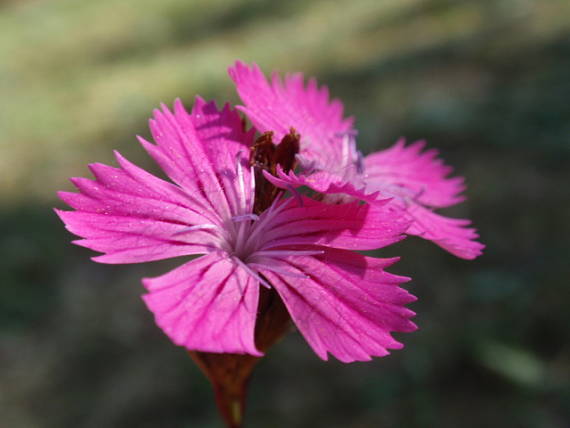 klinček kopcový? Dianthus collinus Waldst. et Kit.