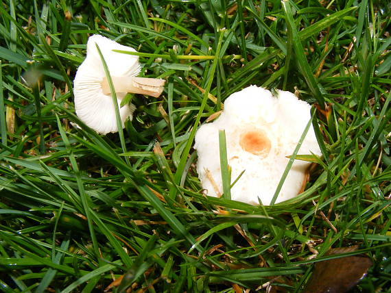 hubky v tráve