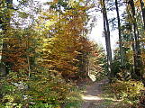 cesta jesennym lesom