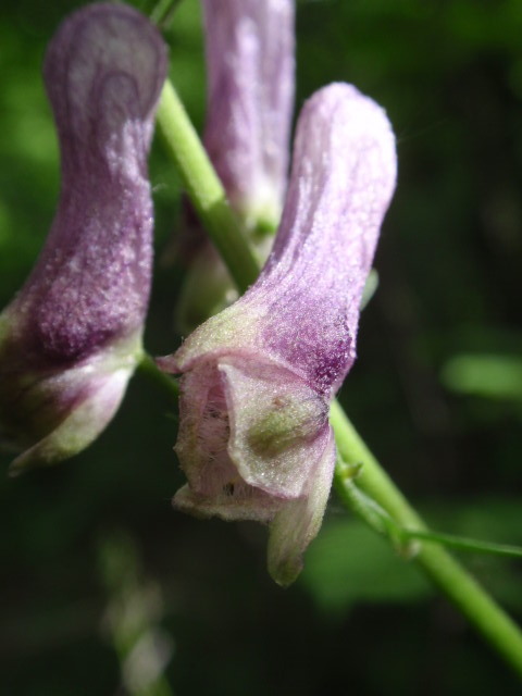 prilbica moldavská Aconitum moldavicum Hacq. ex Rchb.