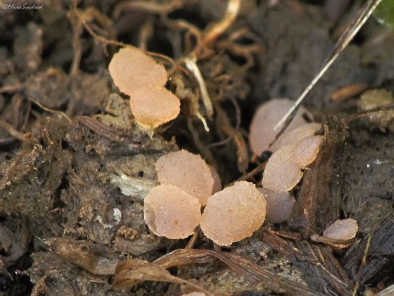 vreckovec ružový Iodophanus carneus (Pers.) Korf