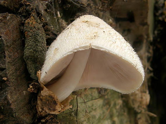 pošvovec stromový Volvariella bombycina (Schaeff.) Singer