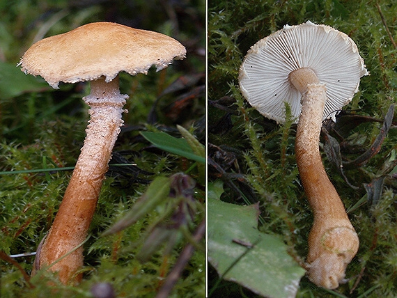 zrnivka okrová Cystoderma amianthinum (Scop.) Fayod