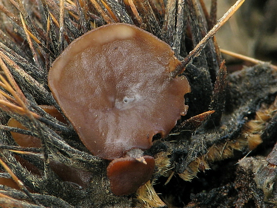 terčovka čiašková Lanzia echinophila (Bull.) Korf