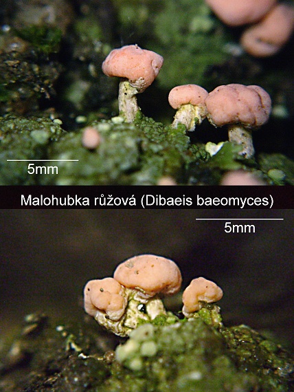 malohubka ružová Dibaeis baeomyces (L. f.) Rambold et Hertel