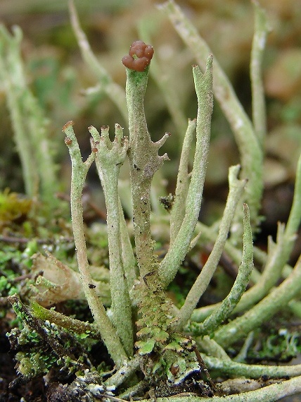 dutohlávka parohovitá  Cladonia subulata (L.) Weber ex Wigg.