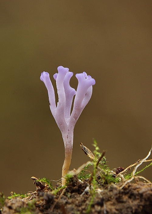 pastrapačka  Ramariopsis pulchella (Boud.) Corner