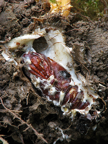 žezlovka hmyzová Cordyceps militaris (Fr.) Link