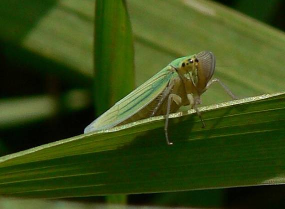 cikádka zelená Cicadella viridis L. 1758