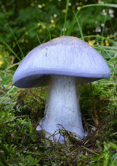 pavučinovec modrý Cortinarius caerulescens (Schaeff.) Fr.
