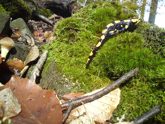 nechaj si tú podpňovku :) Salamandra salamandra