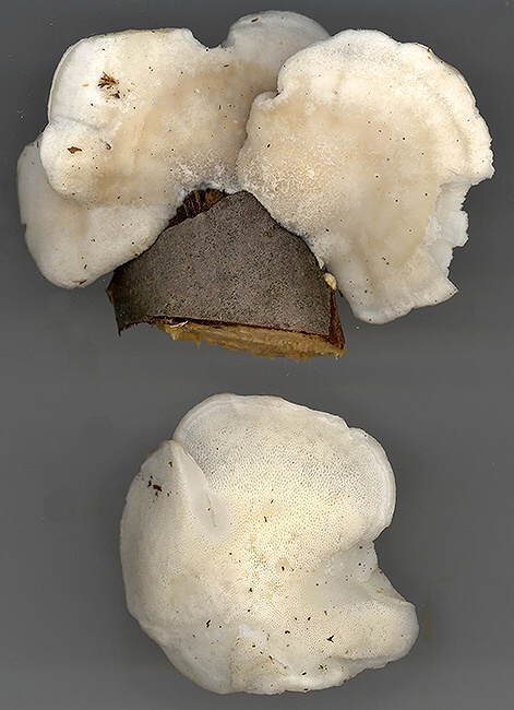 tvarohovec belostný Tyromyces chioneus (Fr.) P. Karst.