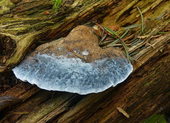 šťavnatec modrastý Cyanosporus caesius (Schrad.) McGinty