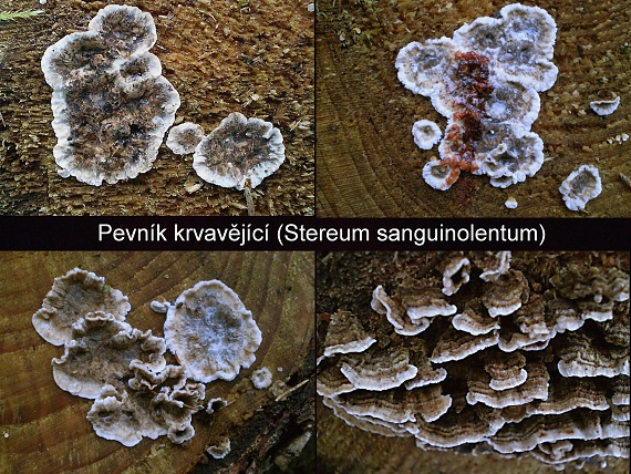 pevník červenejúci Stereum sanguinolentum (Alb. & Schwein.) Fr.