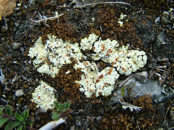 fulgensia fulgens (lišejníky) Gyalolechia fulgens (Sw.) Søchting, Frödén & Arup