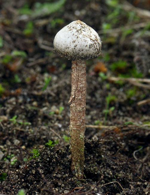 stopkovec vláknitý Tulostoma fimbriatum Fr.