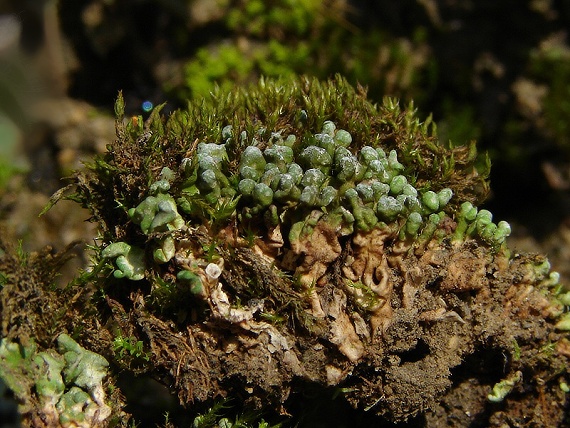riasanka obyčajná Toninia sedifolia (Scop.) Timdal