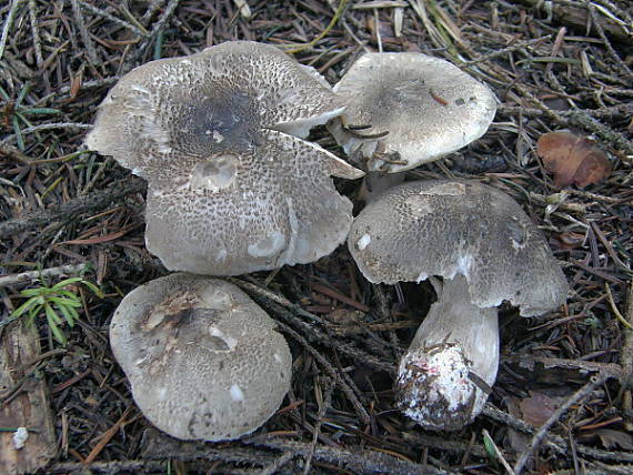čírovka pýrivá Tricholoma basirubens (Bon) A. Riva & Bon