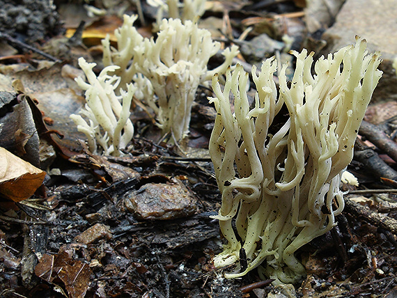 konárovka hrebenitá Clavulina coralloides (L.) J. Schröt.